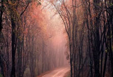 《埃斯·文图拉如何嘲弄一位跨性别女性：洛伊丝·艾恩霍恩值得更好的待遇》